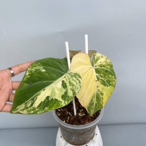 philodendron gloriosum variegated