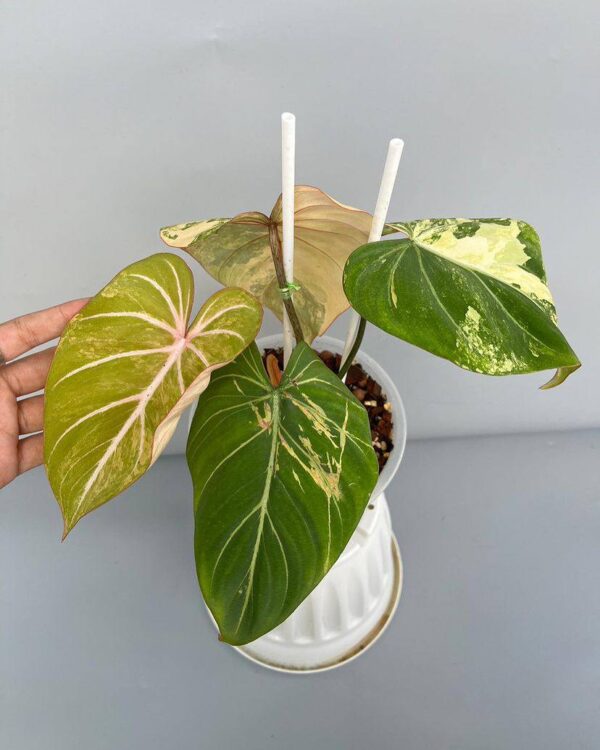 philodendron gloriosum variegated