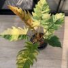 Philodendron Caramel Marble Variegata