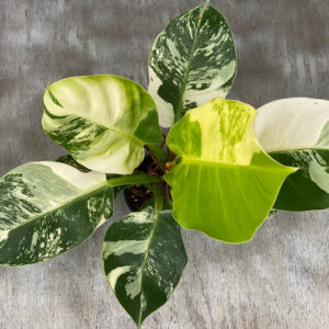 Variegated Philodendron Moonlight