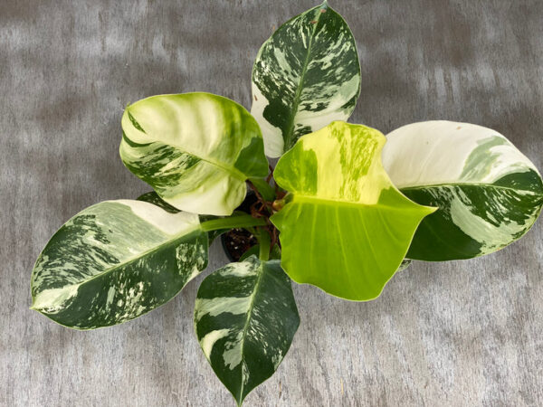 Variegated Philodendron Moonlight