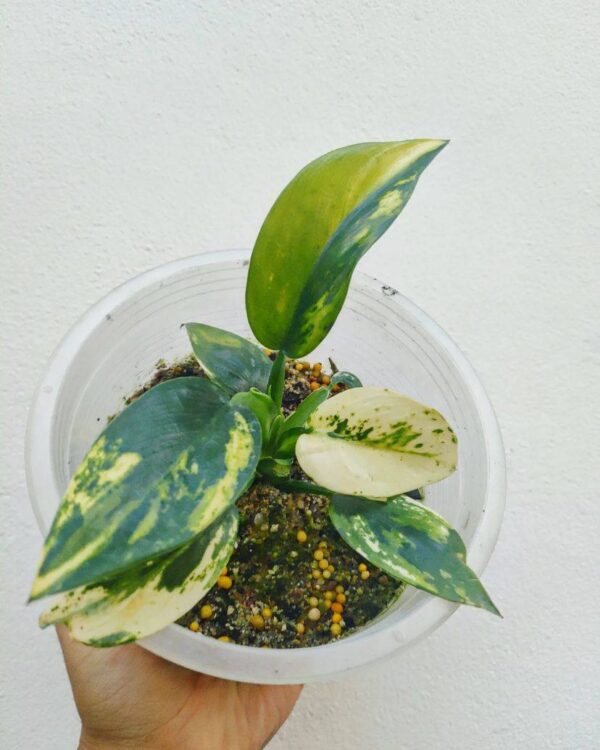 Variegated Philodendron Martianum