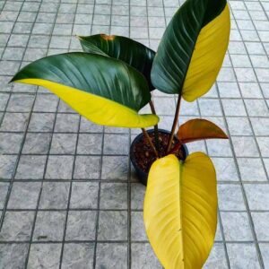 Variegated Philodendron Yellow Congo