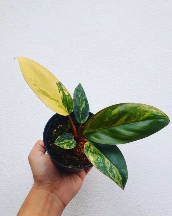 Variegated Philodendron Yellow Congo